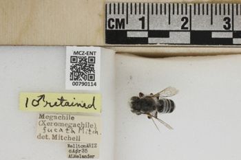 Media type: image;   Entomology 790114 Aspect: Labels
